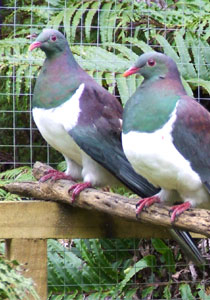 Two native wood pigeons - kereru