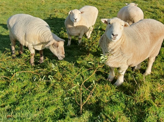 Sheep in a green paddock