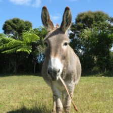 Bartholomew the Donkey