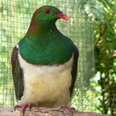 Two Kereru - NZ native wood pigeons