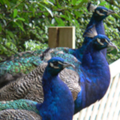 Peacocks