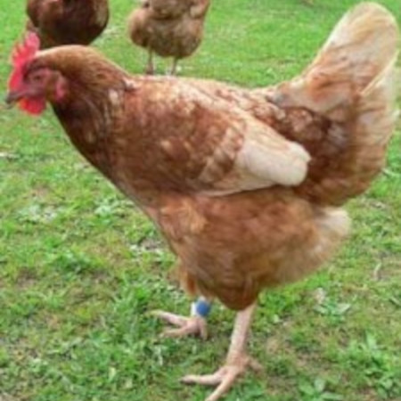 Queenie the Hen