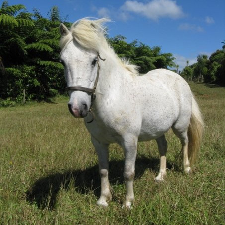 Romeo the Miniature Horse