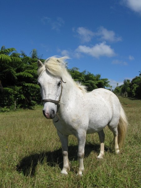 Romeo the Miniature Horse