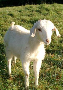 Young rescue goat