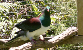 native wood pigeons