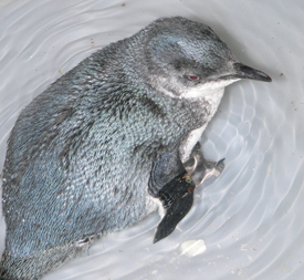 little blue penguin